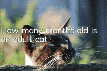 How many months old is an adult cat?