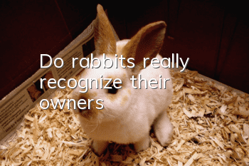 Do rabbits really recognize their owners?