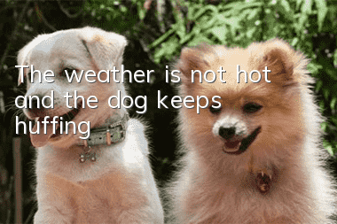 The weather is not hot and the dog keeps huffing