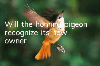 Will the homing pigeon recognize its new owner?