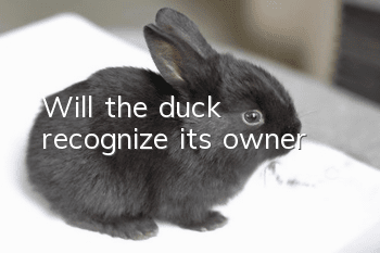 Will the duck recognize its owner?