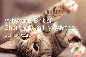 Why are British Shorthair milky whites so cheap?