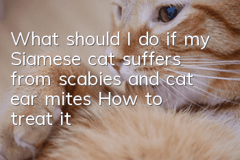 What should I do if my Siamese cat suffers from scabies and cat ear mites? How to treat it?