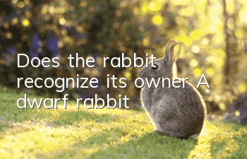 Does the rabbit recognize its owner? A dwarf rabbit?