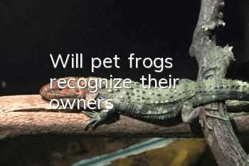 Will pet frogs recognize their owners?