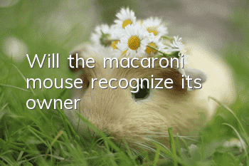 Will the macaroni mouse recognize its owner?