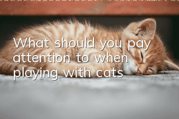 What should you pay attention to when playing with cats?