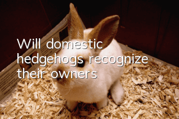 Will domestic hedgehogs recognize their owners?