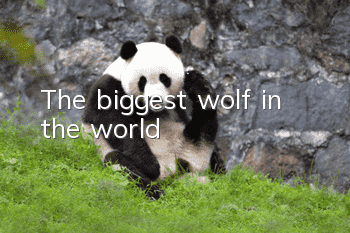 The biggest wolf in the world