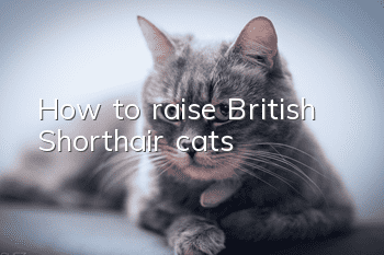 How to raise British Shorthair cats