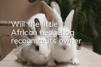 Will the little African hedgehog recognize its owner?