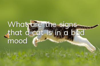 What are the signs that a cat is in a bad mood?