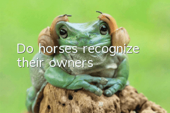 Do horses recognize their owners?