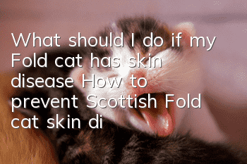 What should I do if my Fold cat has skin disease? How to prevent Scottish Fold cat skin disease?