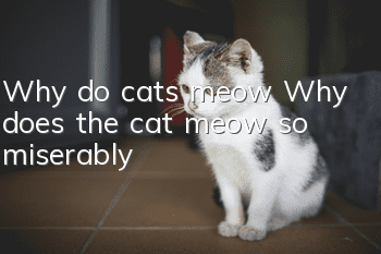 Why do cats meow? Why does the cat meow so miserably?