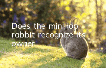 Does the mini lop rabbit recognize its owner?