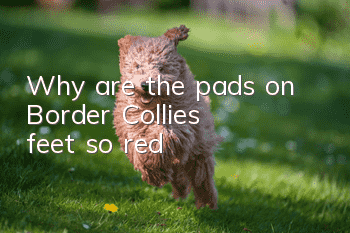 Why are the pads on Border Collie's feet so red?