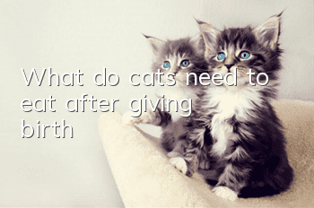 What do cats need to eat after giving birth?