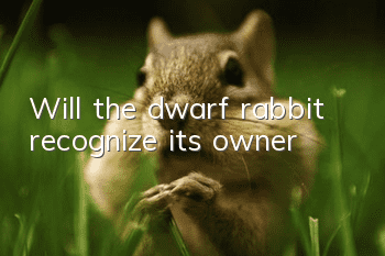 Will the dwarf rabbit recognize its owner?