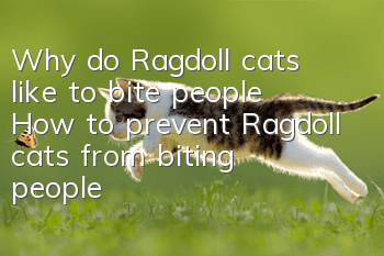 Why do Ragdoll cats like to bite people? How to prevent Ragdoll cats from biting people?