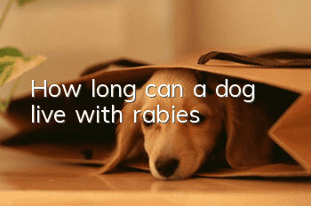 How long can a dog live with rabies?