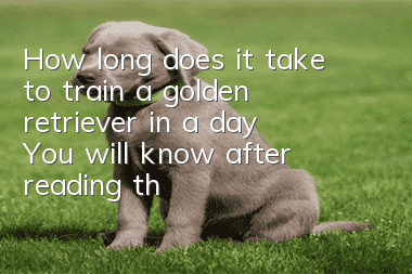 How long does it take to train a golden retriever in a day? You will know after reading these steps!