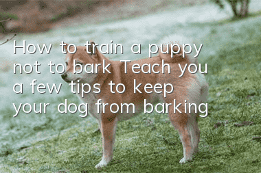 How to train a puppy not to bark? Teach you a few tips to keep your dog from barking!