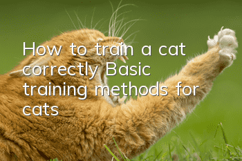 How to train a cat correctly? Basic training methods for cats!