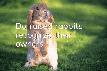 Do raised rabbits recognize their owners?