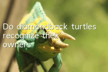 Do diamondback turtles recognize their owners?