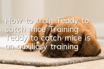 How to train Teddy to catch mice? Training Teddy to catch mice is an auxiliary training!