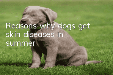 Reasons why dogs get skin diseases in summer