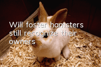 Will foster hamsters still recognize their owners?