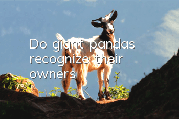 Do giant pandas recognize their owners?