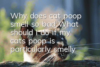 Why does cat poop smell so bad? What should I do if my cat’s poop is particularly smelly?