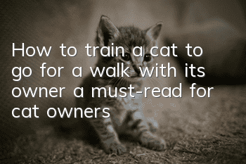 How to train a cat to go for a walk with its owner, a must-read for cat owners!