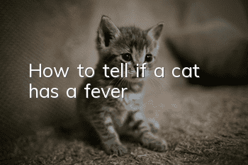 How to tell if a cat has a fever