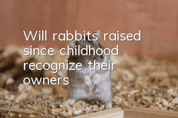 Will rabbits raised since childhood recognize their owners?