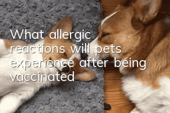 What allergic reactions will pets experience after being vaccinated?