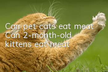 Can pet cats eat meat? Can 2-month-old kittens eat meat?