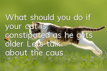 What should you do if your cat is constipated as he gets older? Let’s talk about the causes of constipation in cats!