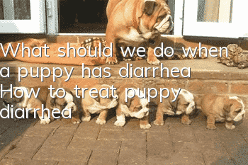 What should we do when a puppy has diarrhea? How to treat puppy diarrhea!