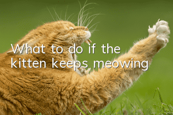 What to do if the kitten keeps meowing?