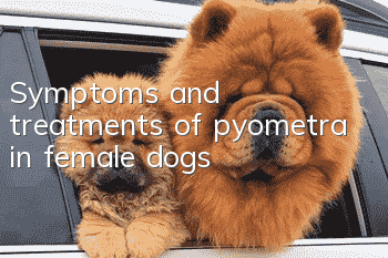 Symptoms and treatments of pyometra in female dogs