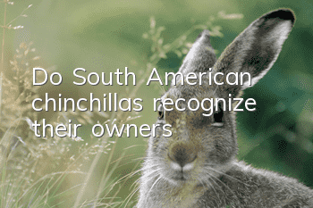 Do South American chinchillas recognize their owners?