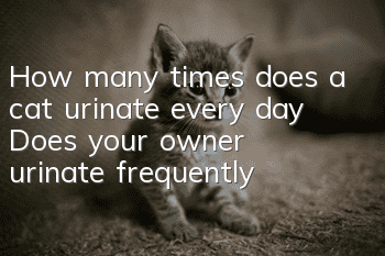 How many times does a cat urinate every day? Does your owner urinate frequently?