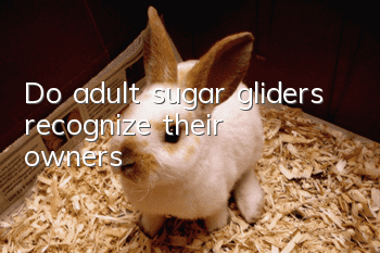 Do adult sugar gliders recognize their owners?