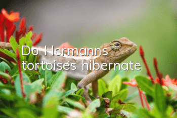 Do Hermann's tortoises hibernate?