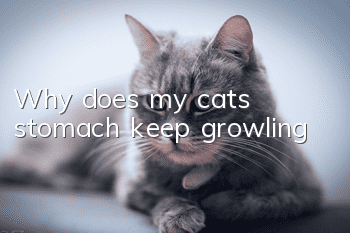 Why does my cat's stomach keep growling?