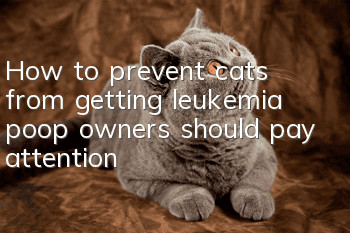 How to prevent cats from getting leukemia, poop owners should pay attention!